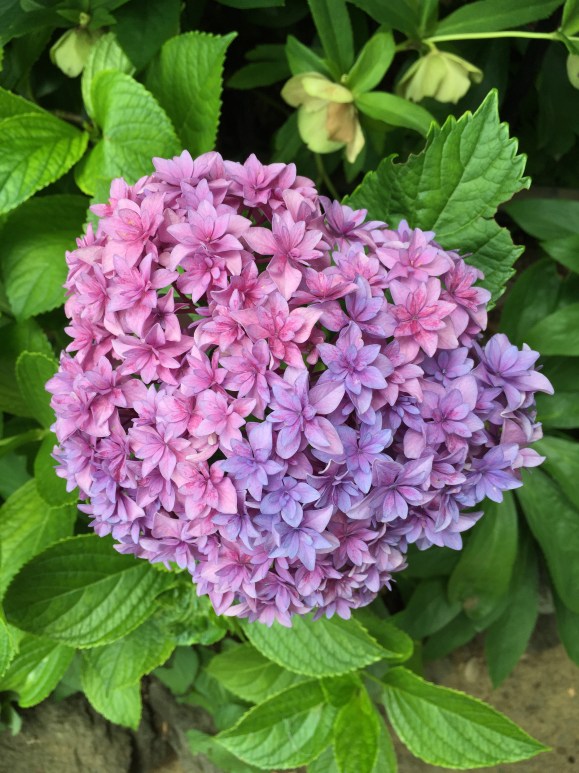 Bunkyo Hydrangea Festival, Hakusan Jinja Shrine