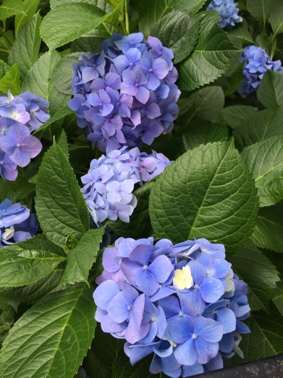 Bunkyo Hydrangea Festival, Hakusan Jinja Shrine