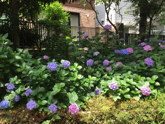 Bunkyo Hydrangea Festival, Hakusan Jinja Shrine
