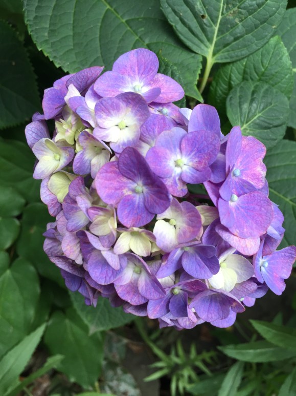 Bunkyo Hydrangea Festival, Hakusan Jinja Shrine
