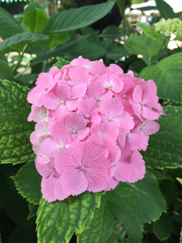Bunkyo Hydrangea Festival, Hakusan Jinja Shrine