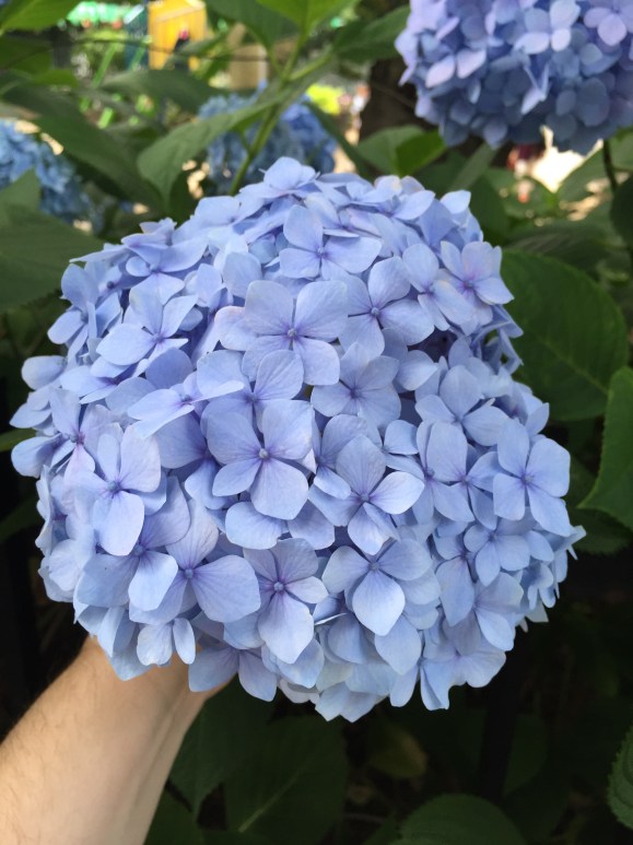 Bunkyo Hydrangea Festival, Hakusan Jinja Shrine