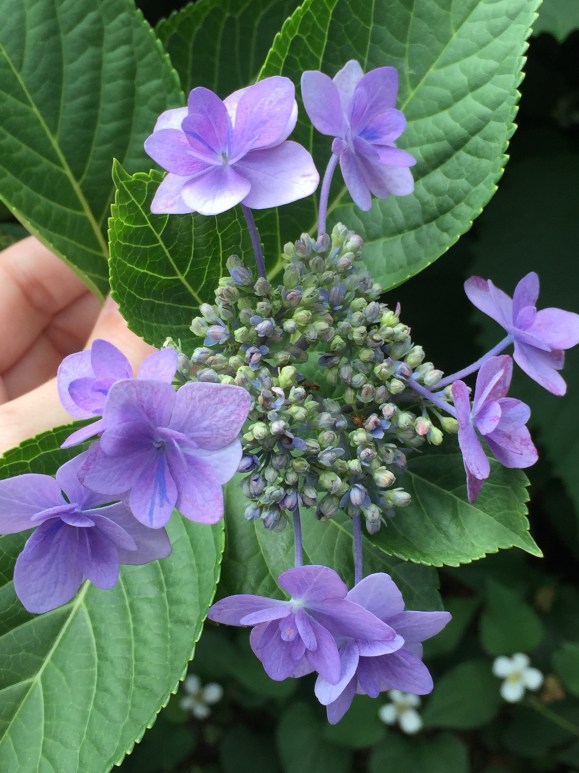 Bunkyo Hydrangea Festival, Hakusan Jinja Shrine