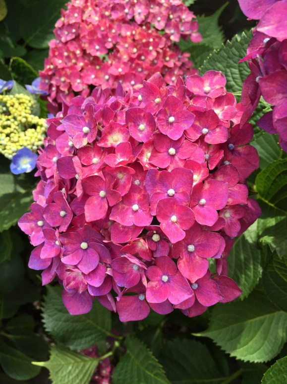 Bunkyo Hydrangea Festival, Hakusan Jinja Shrine
