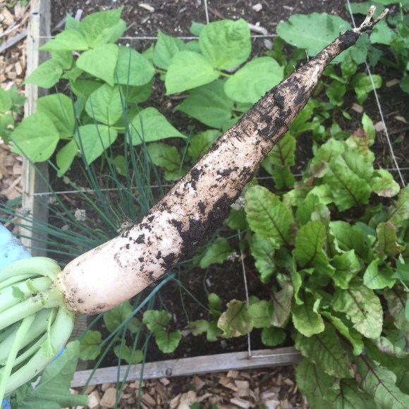 daikon, plot 6