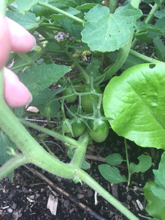 first tomatoes, plot 6