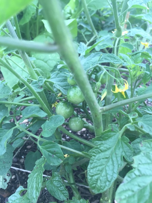 first tomatoes, plot 6