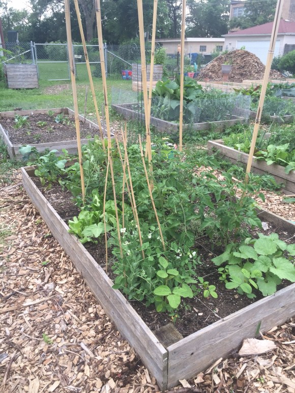 plot 6 looking south, june 2015