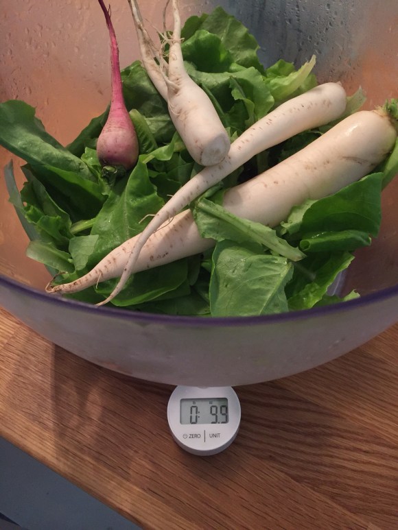 first harvest 2015, plot 6