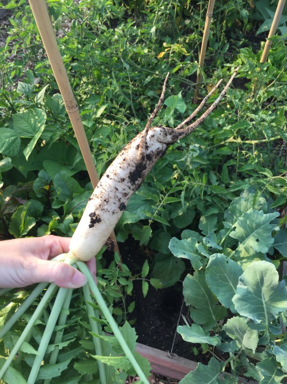 huge daikon, plot 6
