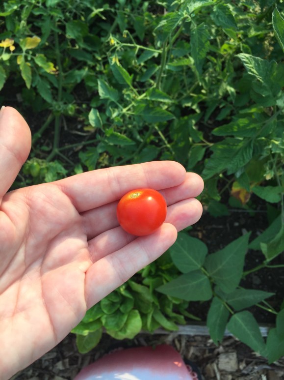 first tomato of 2015, plot 6