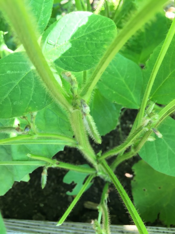 tiny edamame, plot 6