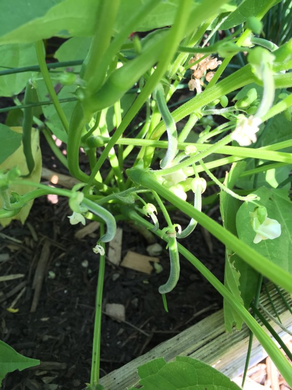 tiny green bean, plot 6