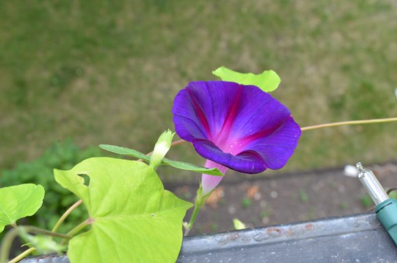 President Tyler Morning Glory