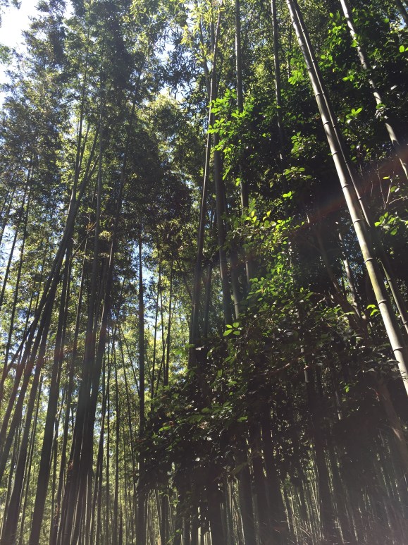 Arashima Bamboo Grove, Kyoto, Japan