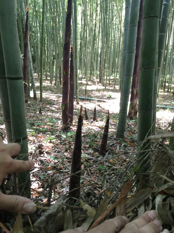 Arashima Bamboo Grove, Kyoto, Japan