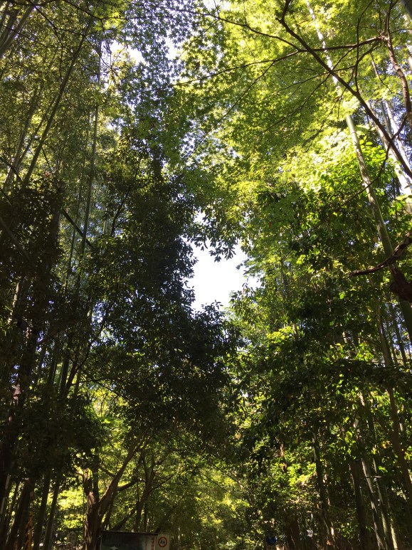 Arashima Bamboo Grove, Kyoto, Japan