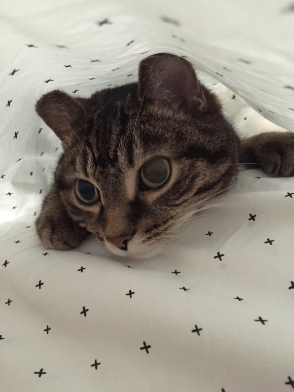 presley in the bed, PAHIFC