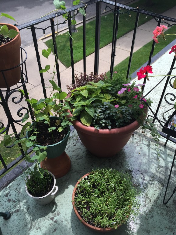 large pot on the lanai
