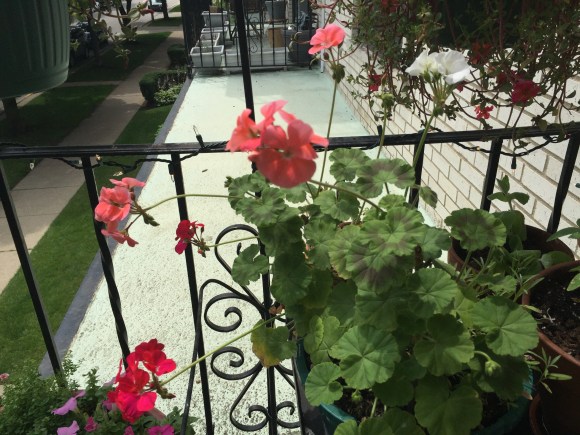 old geranium