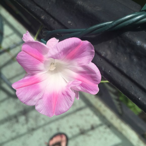 Split Second Morning Glory