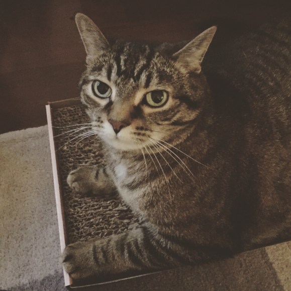 presley on her scratching box, PAHIFC