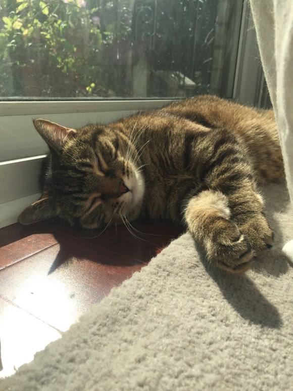 Presley sleeping in the sun, PAHIFC