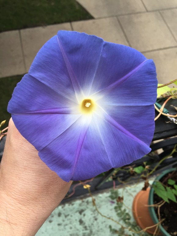 Heavenly Blue Morning Glory