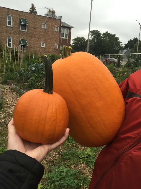 Pumpkins, Forest Park Community Garden, plot 6