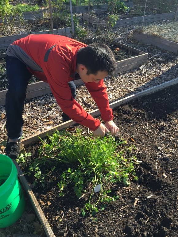 plot 6, Forest Park Community Garden, Naoto picking parsley