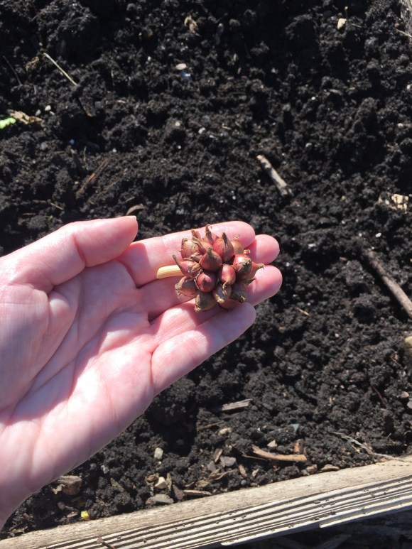 walking onions, planting in the fall 