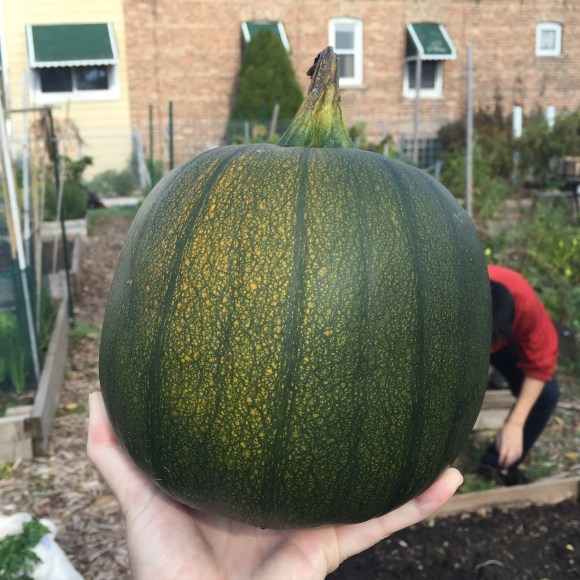 forest park community garden, pumpkin patch, green pumpkin