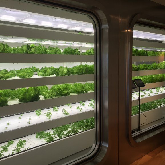 Cafe Stylo lettuce, Itoya
