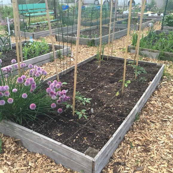 plot 6, 2016 first planting, community garden, forest park community garden