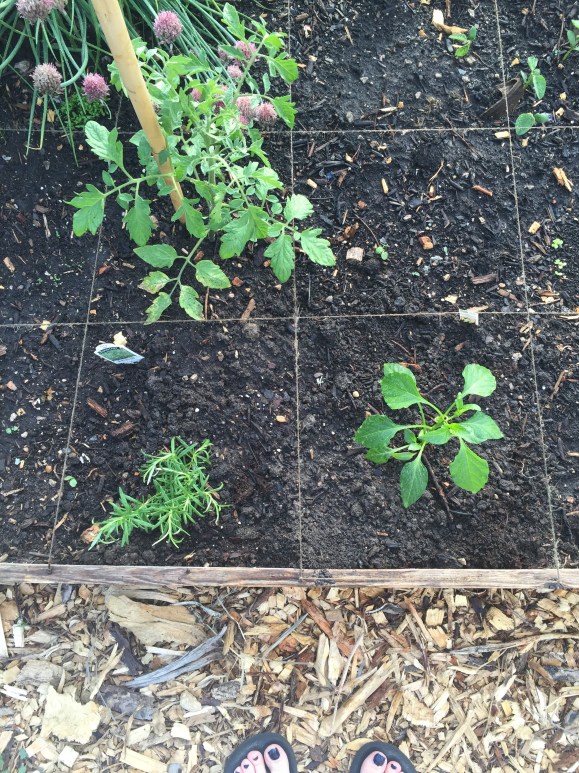 plot 6, 2016 first planting, community garden, forest park community garden, Brandwine tomato, sweet banana pepper, rosemary