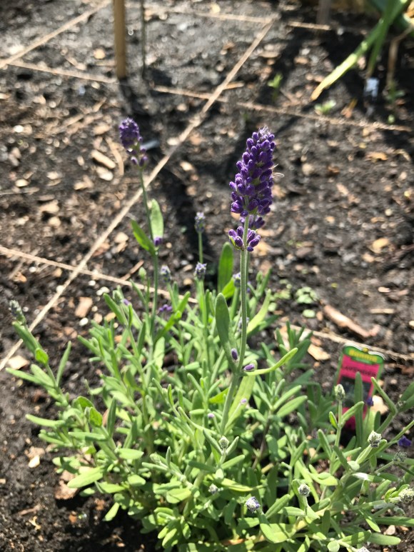forest park community garden, plot 6, community gardening, forest park, lavender plant