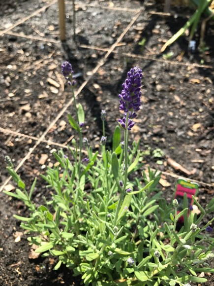 forest park community garden, plot 6, community gardening, forest park, lavender plant