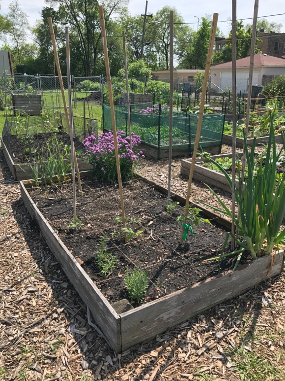 forest park community garden, plot 6, community gardening, forest park