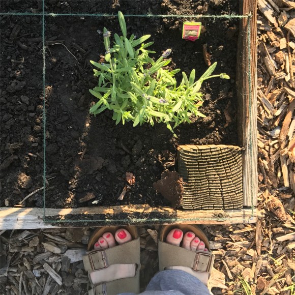 forest park community garden, plot 6, community gardening, forest park