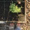 lavender, forest park community garden, plot 6, community gardening, forest&nbsp;park