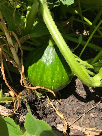 kabocha plant, plot 6, forest park community garden, forest park grows, community gardening