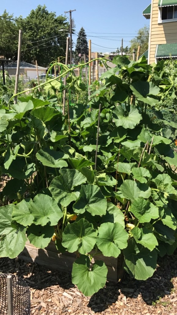 plot 6, forest park community garden, forest park grows, community gardening