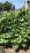 plot 6, forest park community garden, forest park grows, community&nbsp;gardening