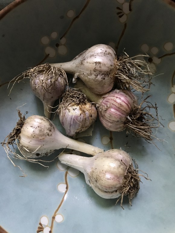 garlic harvest, plot 6, forest park community garden, forest park grows, community gardening