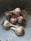 garlic harvest, plot 6, forest park community garden, forest park grows, community&nbsp;gardening
