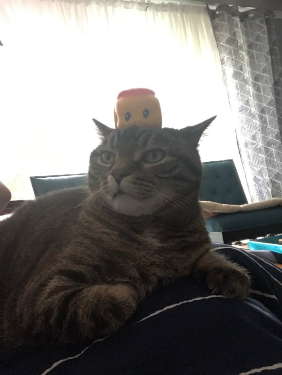presley with Fueki nori on her head, things on my cat