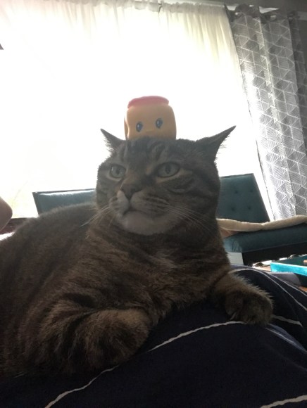 presley with Fueki nori on her head, things on my cat