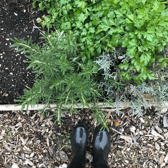 plot 6, forest park community garden, community gardening, hunter boots, herb garden, raised bed