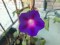 morning glories, balcony garden, vining&nbsp;flowers