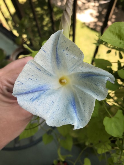 morning glories, balcony garden, vining flowers